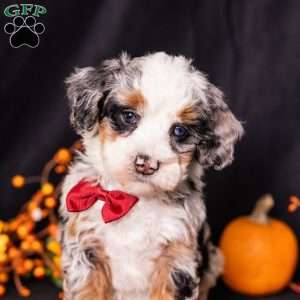 Rodger, Mini Bernedoodle Puppy